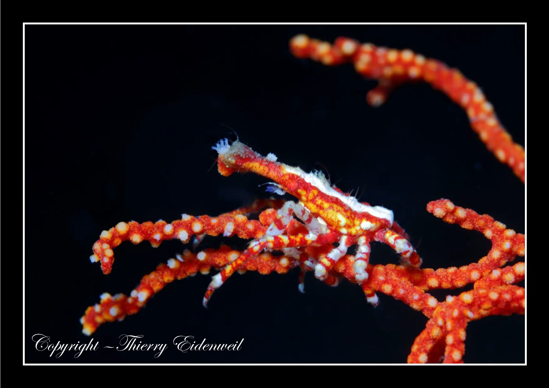 Anilao Macro Dive Media Highlight